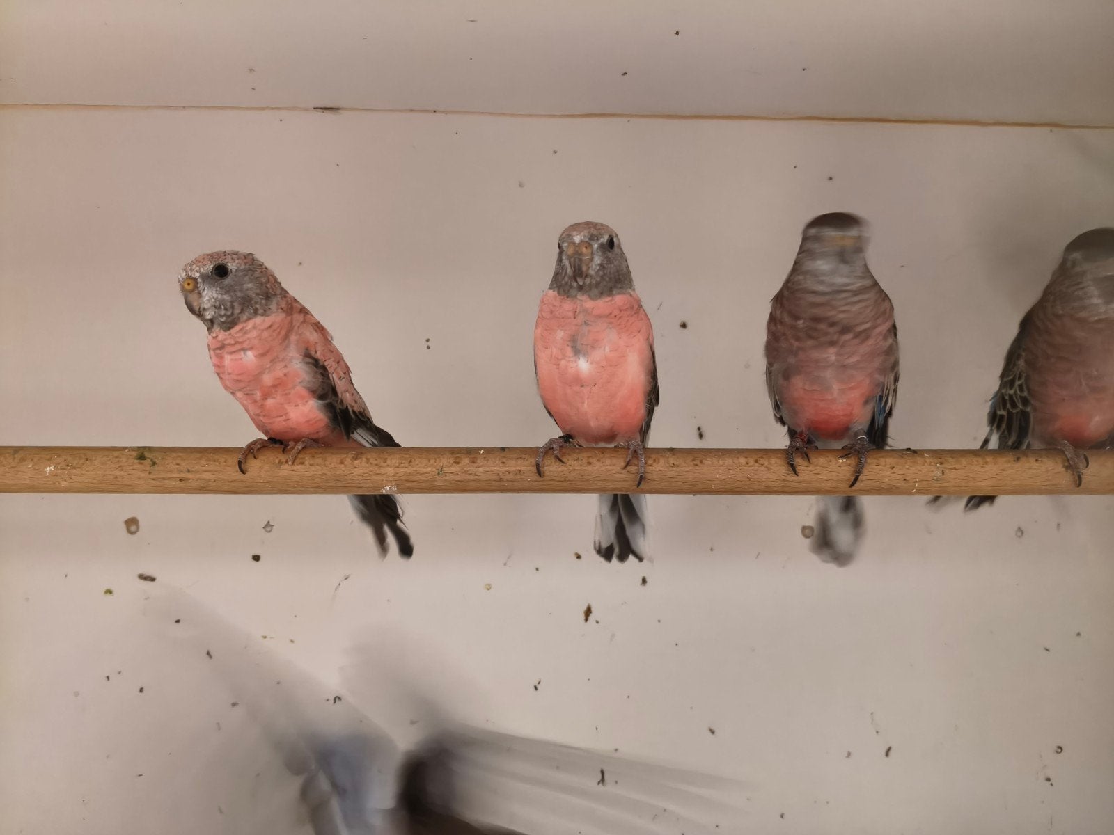 bourkes parkieten mannen en poppen, Meerdere dieren, Parkiet, Geringd