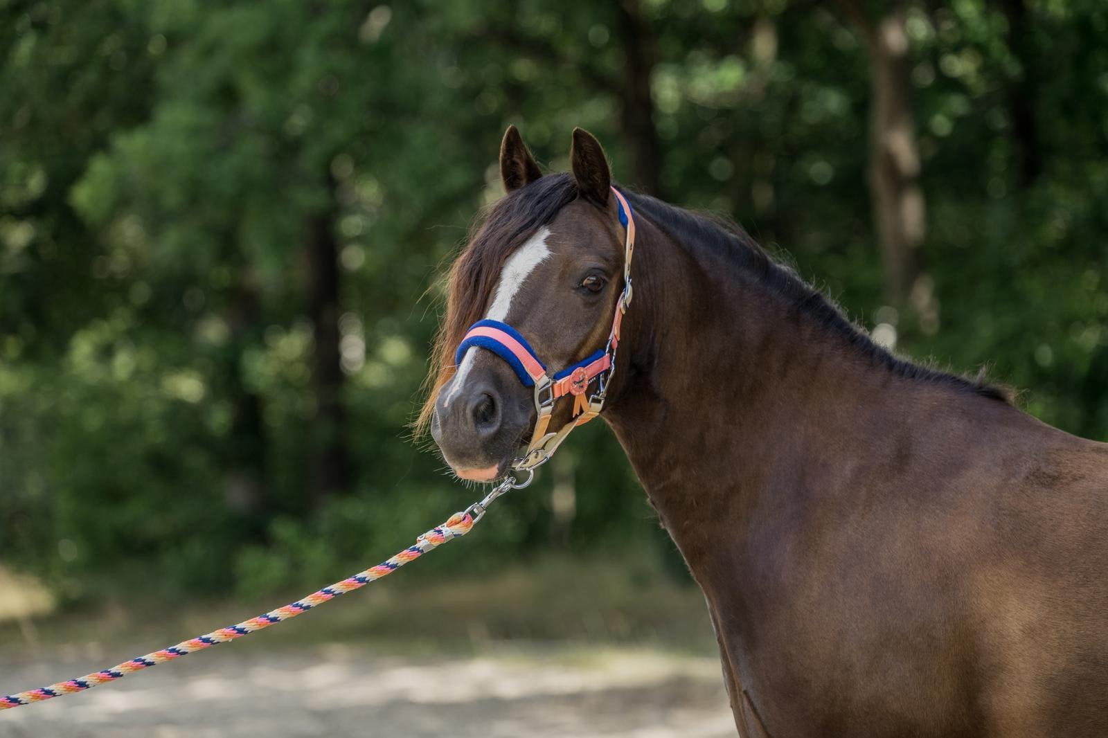 Te koop onze lieve A pony Max, Dieren en Toebehoren, Pony's, Met stamboom, B, Ruin, A pony (tot 1.17m)