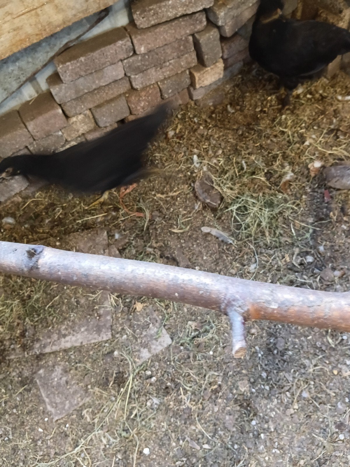 jongehennetjes pluimvee.zijdehoen met kuifje ⁰, Ophalen, Drinken en Voederen