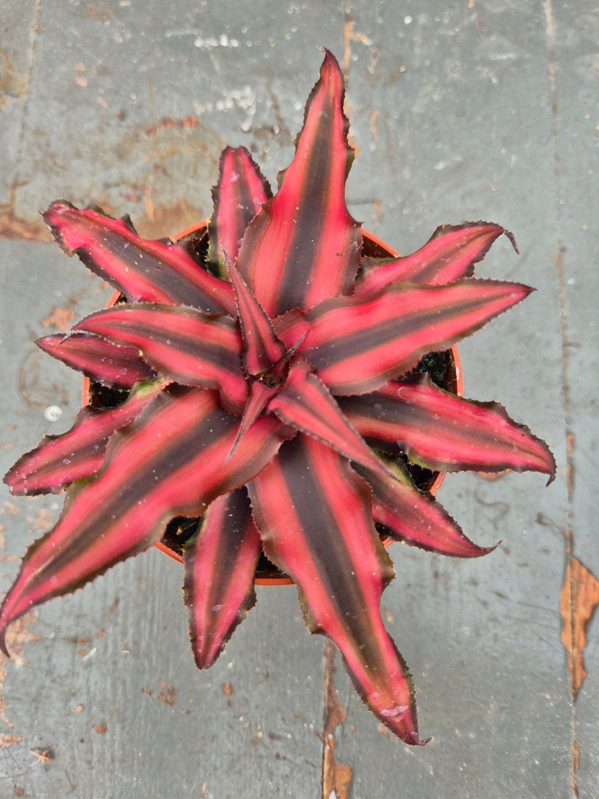 Cryptanthus p9 (1), Huis en Inrichting, Kamerplanten, Ophalen of Verzenden, Halfschaduw, Minder dan 100 cm