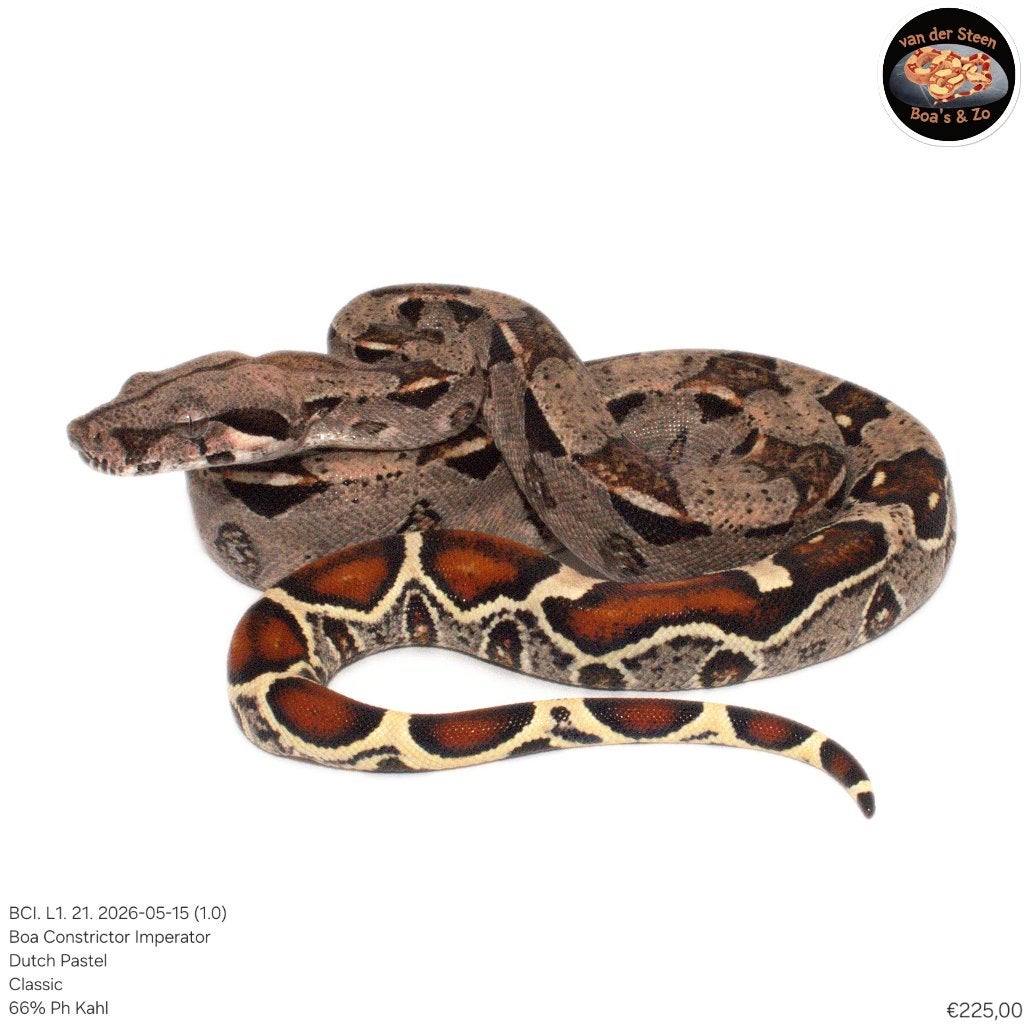 Boa Constrictor Imperator Litter 01 2026 Boa Constrictor photo 17