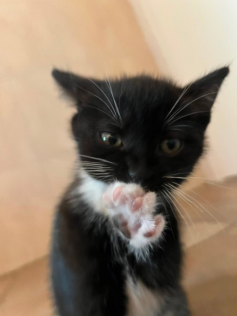 Boerderijkittens, Meerdere dieren, Kortharig, 0 tot 2 jaar