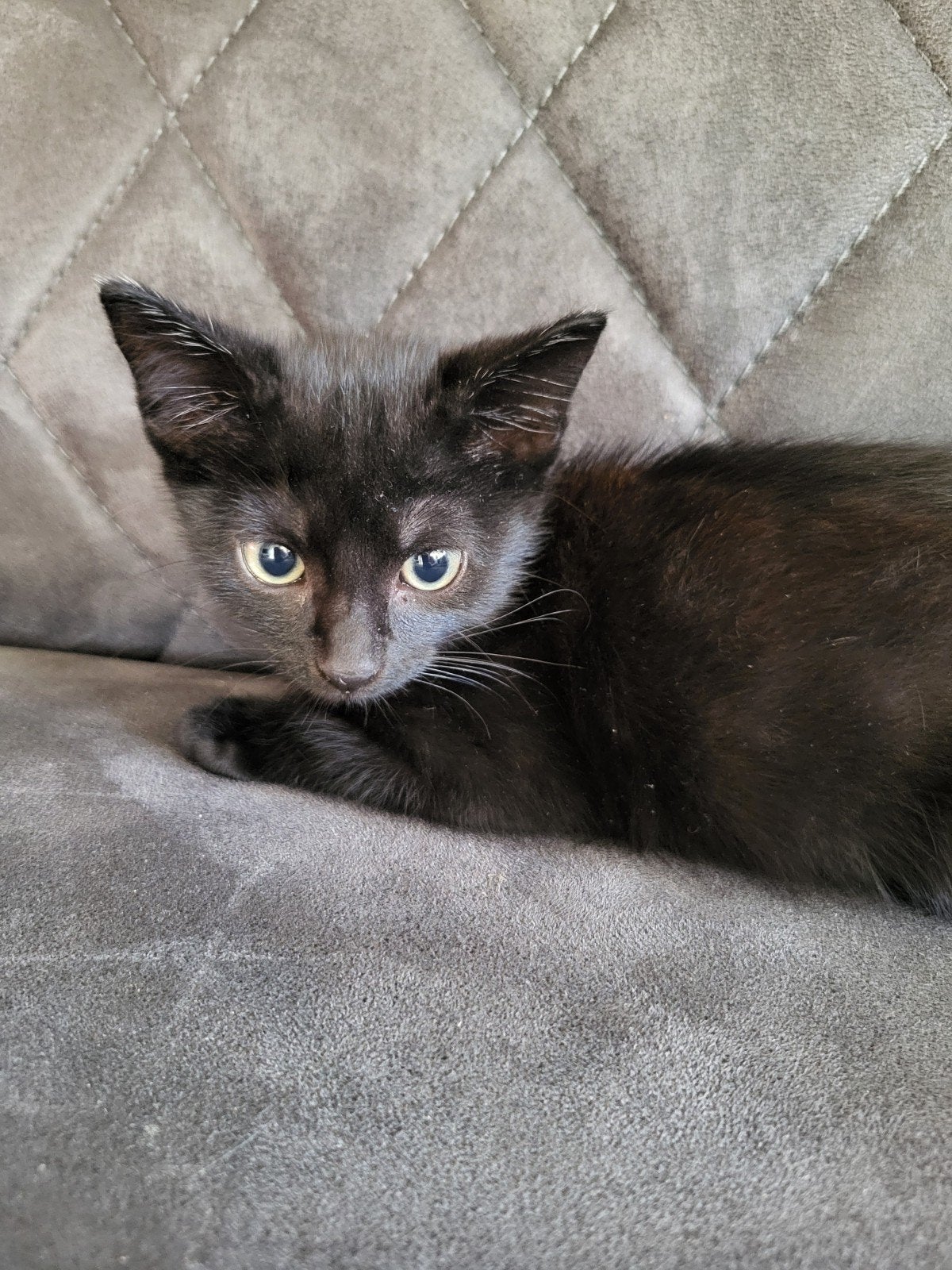 kittens 10 weken, Dieren en Toebehoren, Meerdere dieren, Ontwormd, 0 tot 2 jaar