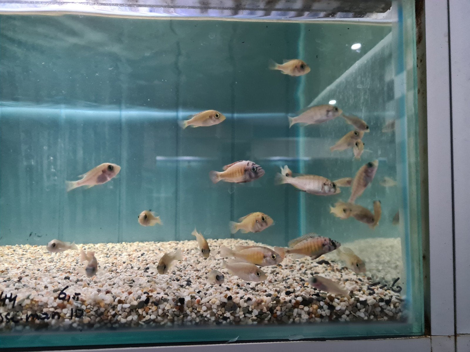 Haplochromis sp. 44 Cichliden, Victoria meer, Dieren en Toebehoren, Vis, Zoetwatervis