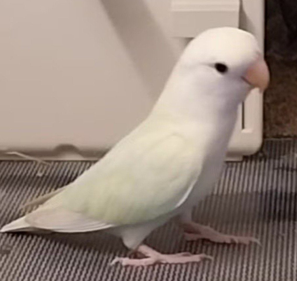 Lieve agapornis roseicollis dwergpapegaai te koop, Geslacht onbekend, Dwergpapegaai of Agapornis, Tam