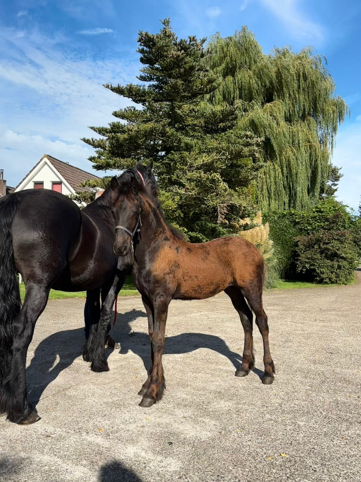 Fries merrie en hengst veulen te koop!, Dieren en Toebehoren, Meerdere dieren, Minder dan 160 cm, Met stamboom, 0 tot 2 jaar