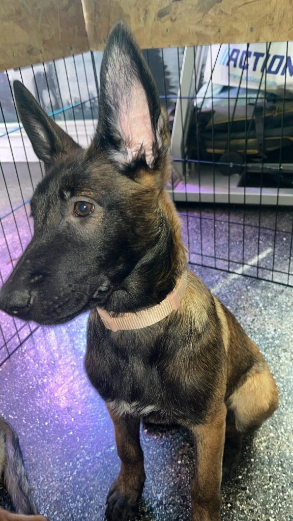 Chiots malinois, Particulier, Meerdere, Meerdere dieren, Sheepdog