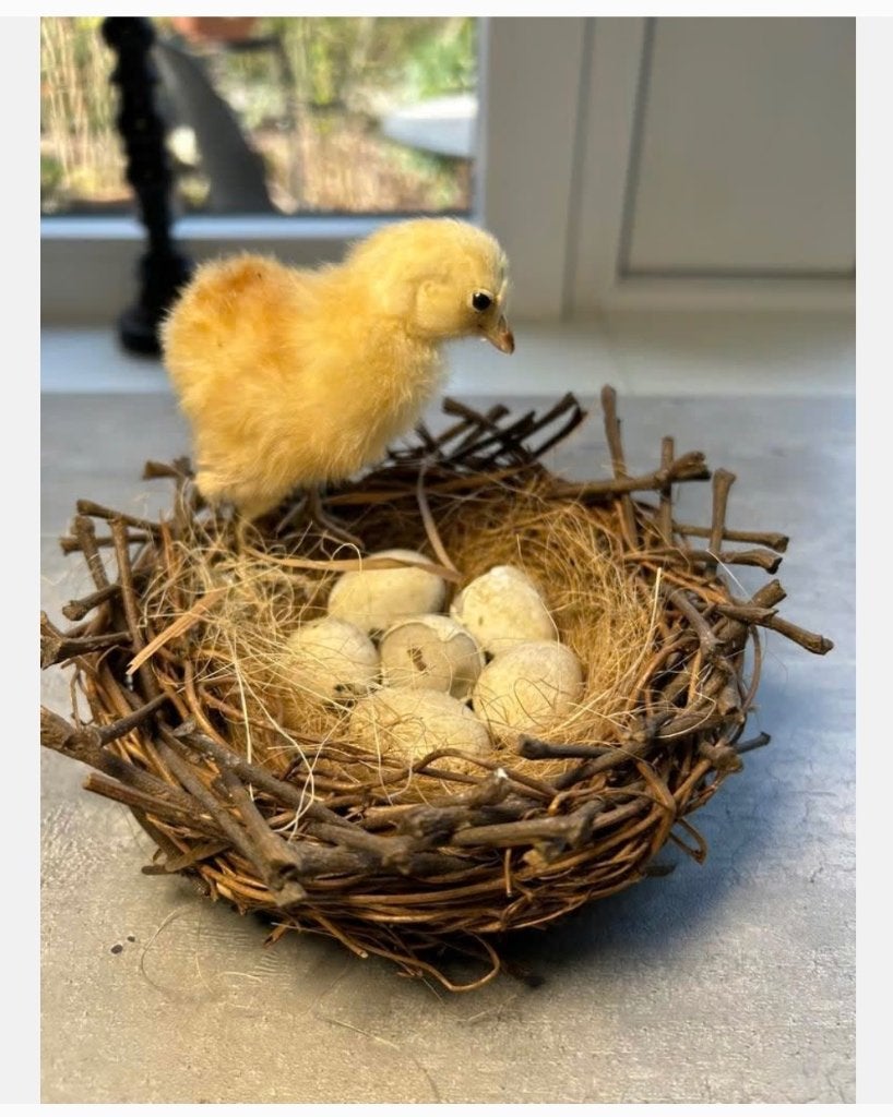 Echt opgezet kippen kuikentje op nest met eieren, Verzamelen, Dierenverzamelingen, Ophalen of Verzenden, Zo goed als nieuw, Opgezet dier