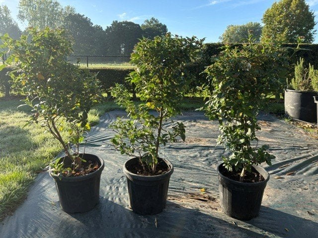 viburnum tinus,sneeuwbal, Ophalen, Overige soorten, Haag, Minder dan 100 cm
