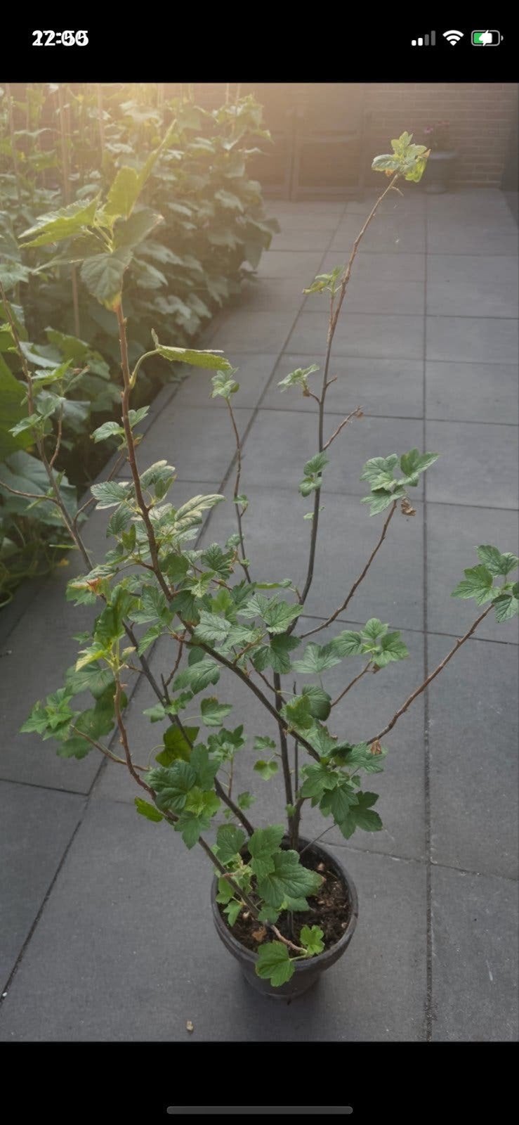 Ribes King Edward VII - Sierbes, Volle zon, Vaste plant, Lente, Ophalen