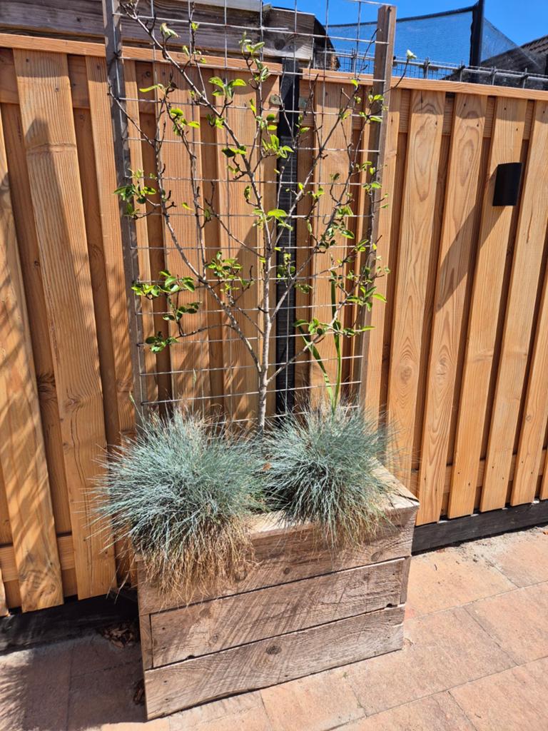 Perenboom in plantenbak, Tuin en Terras, Ophalen