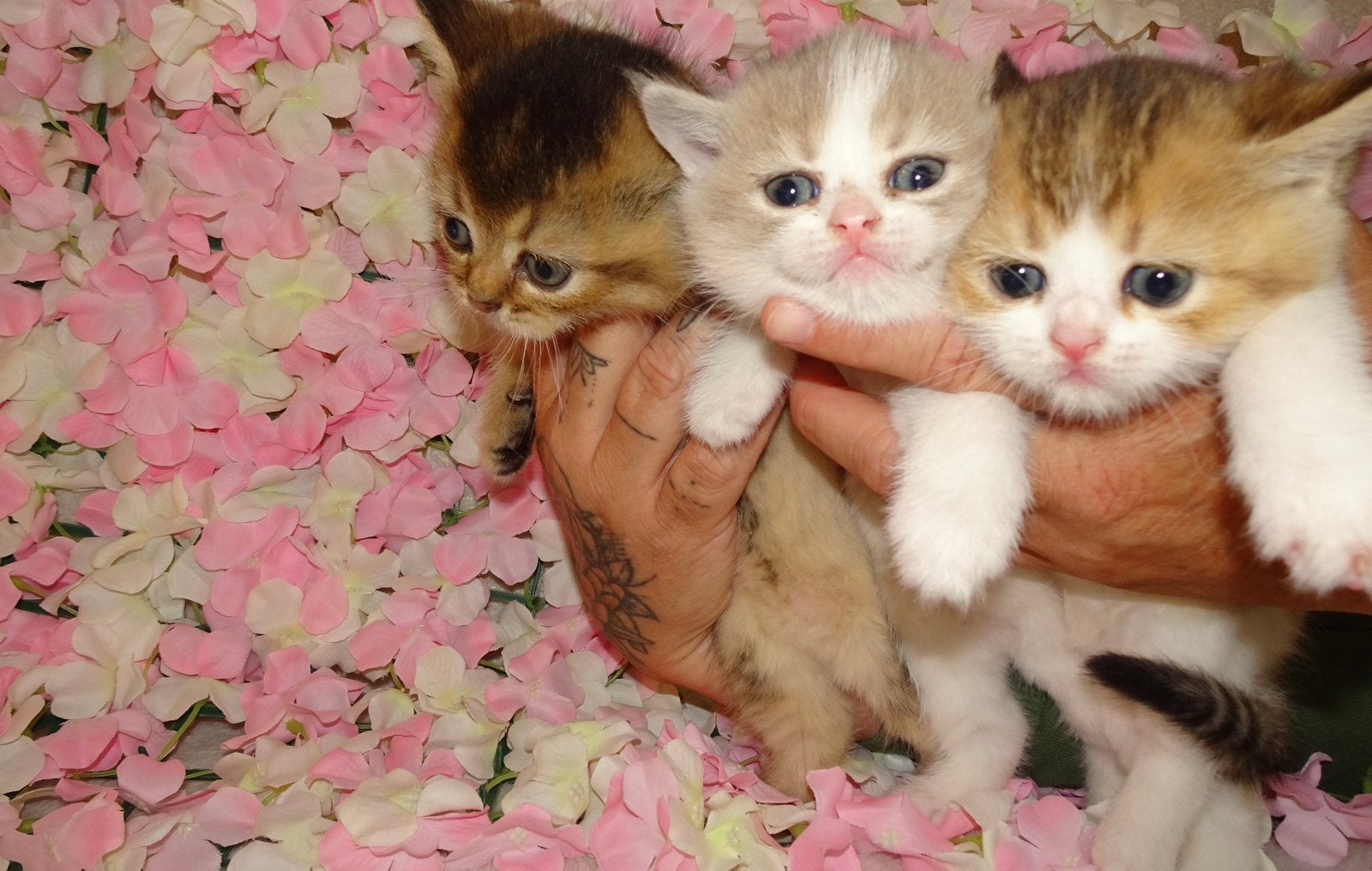 Britse korthaar kittens, Dieren en Toebehoren, Katten en Kittens | Overige Katten, Meerdere dieren, Kortharig, 0 tot 2 jaar