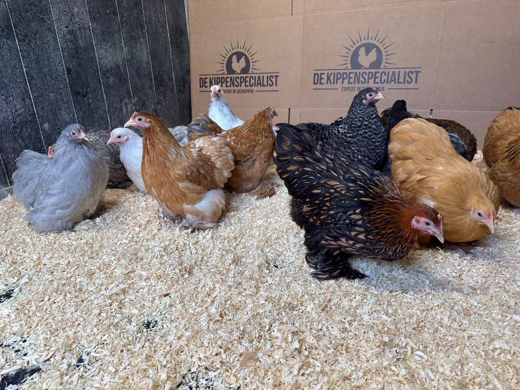 Cochin kriel kippen verschillende kleuren, gesekst + ingeënt, Dieren en Toebehoren, Pluimvee, Vrouwelijk, Kip
