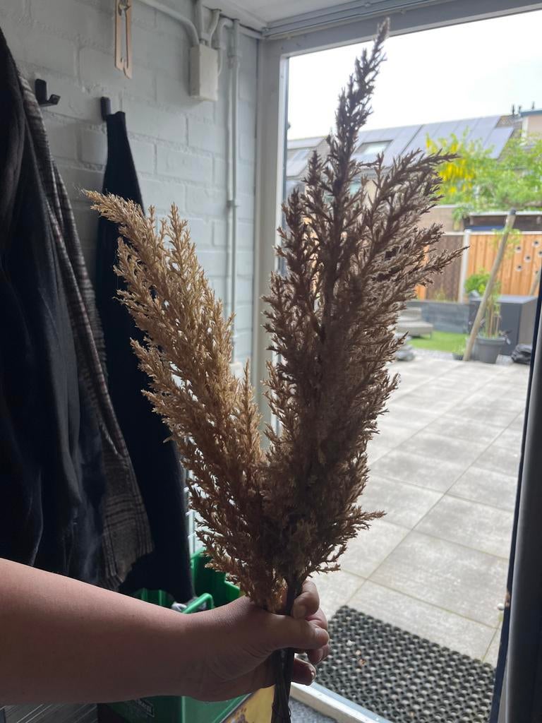 Decoratieve gedroogde pluimen, Ophalen, Nieuw