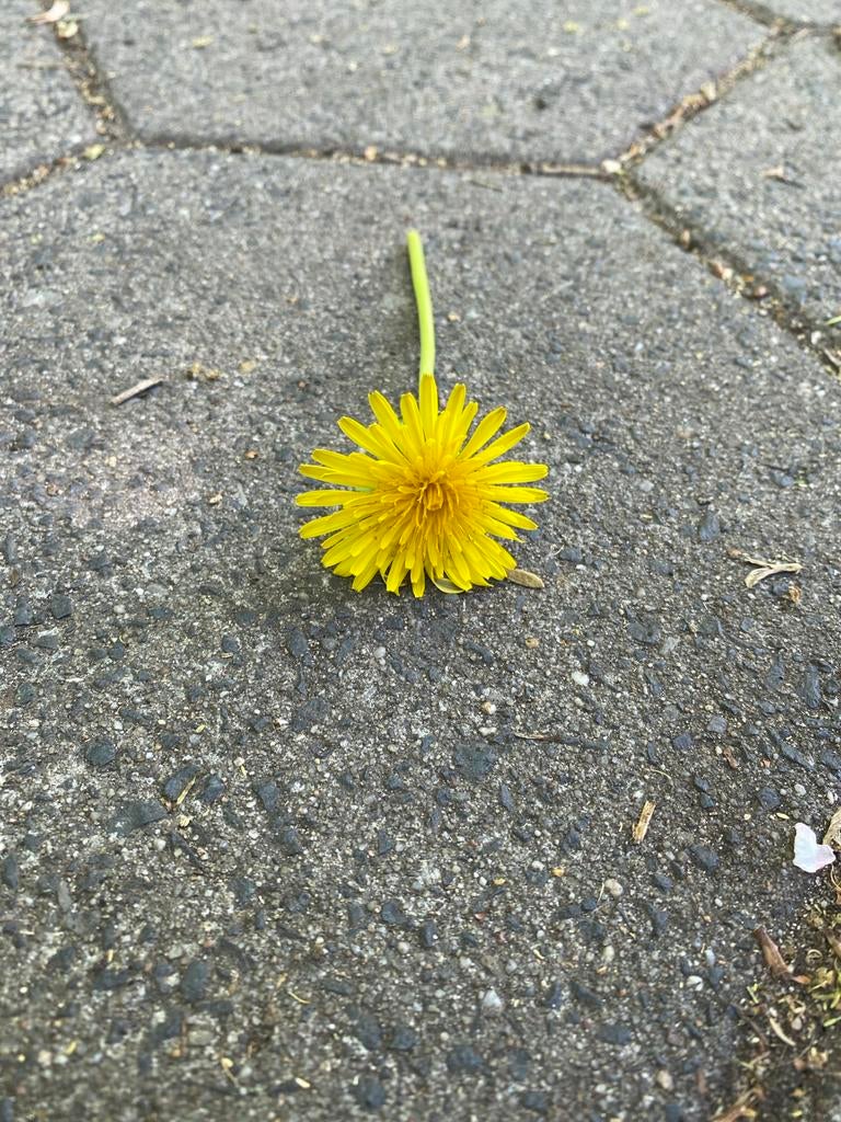 Paardenbloem - Eenjarige plant voor uw tuin, Overige soorten, Volle zon, Eenjarig, Ophalen of Verzenden