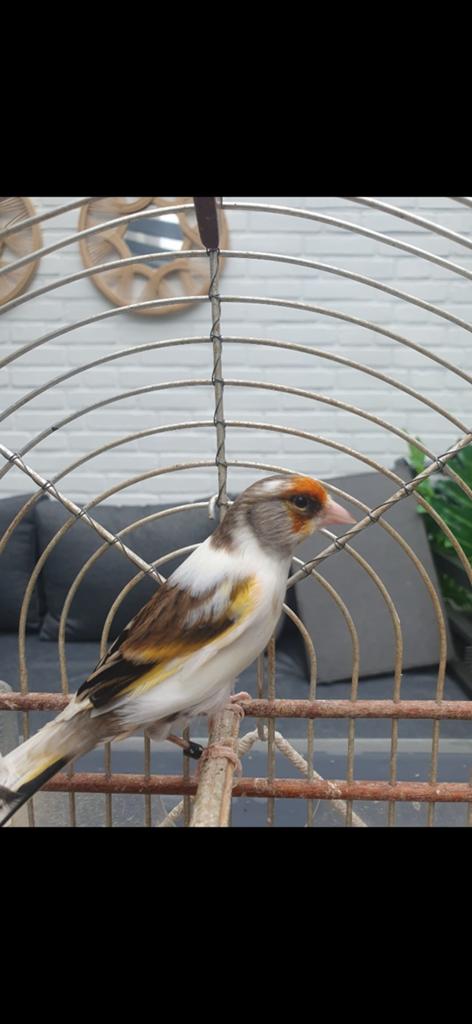 Bonte bastaard putter, Mannelijk, Bastaard