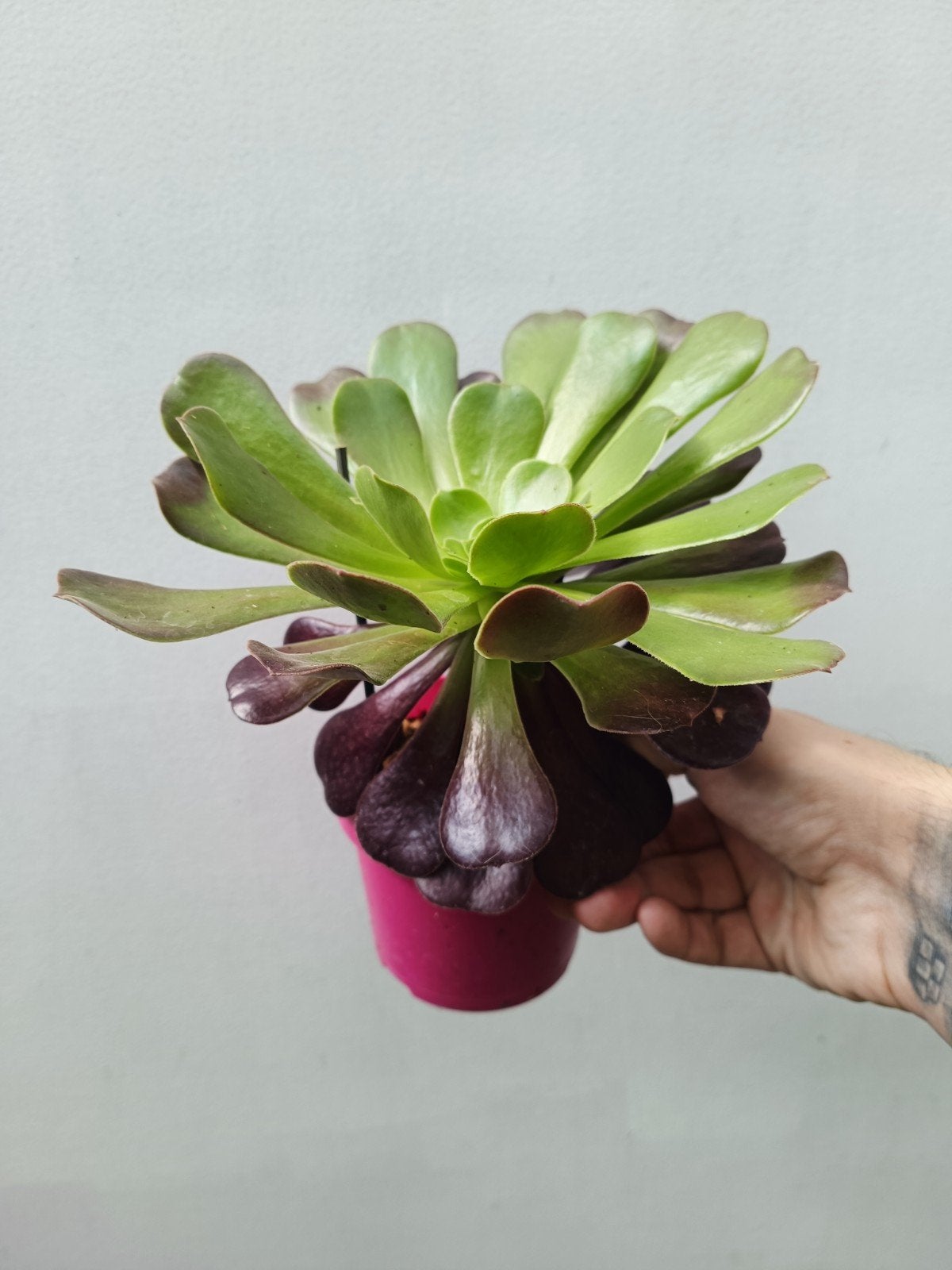 Aeonium zwartkop, Ophalen of Verzenden, Halfschaduw, Minder dan 100 cm