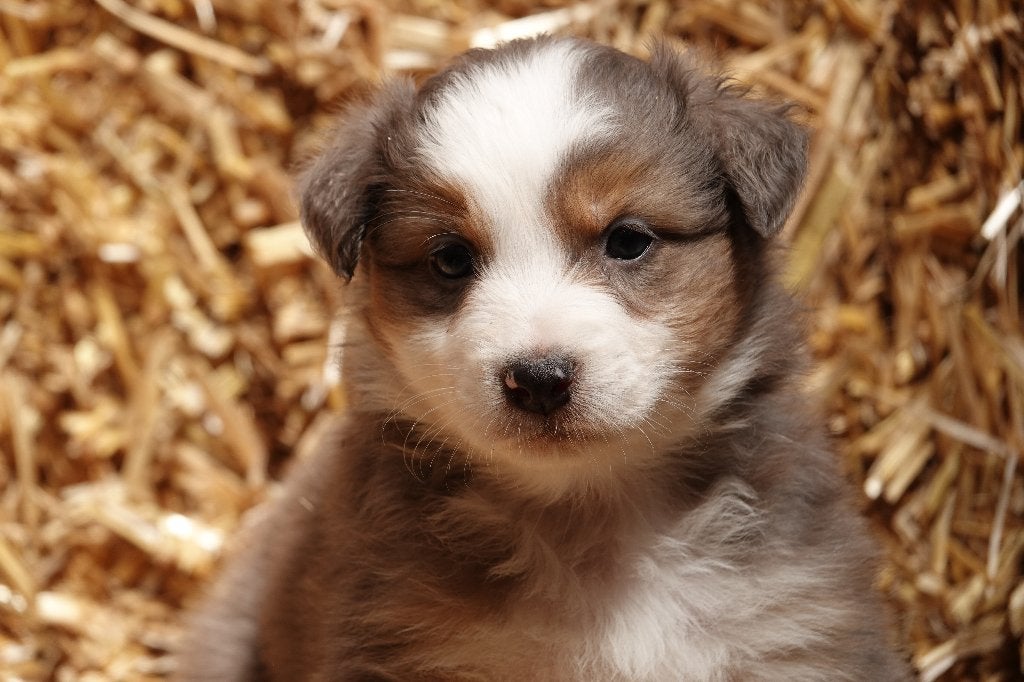 P R A C H T I G E   Australian Shepherd pups!, Meerdere dieren, Eén hond, Herder, Nederland
