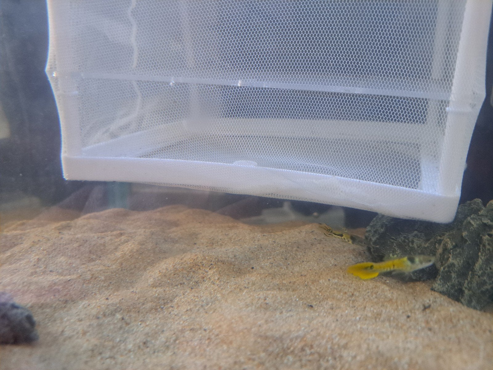 Twee mooie endler guppy's te koop, Vis, Zoetwatervis