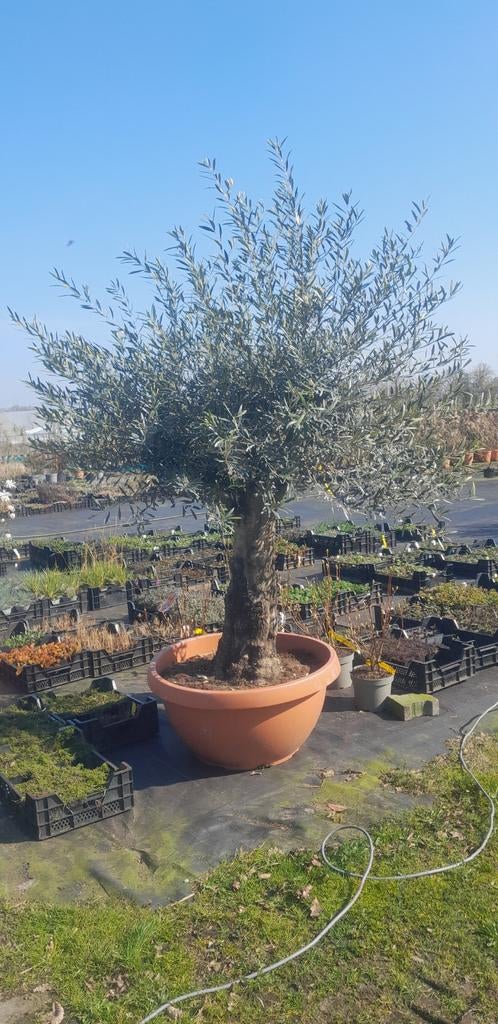 Oude olijfbomen, Tuin en Terras, Planten | Tuinplanten, Ophalen, Overige soorten, Halfschaduw