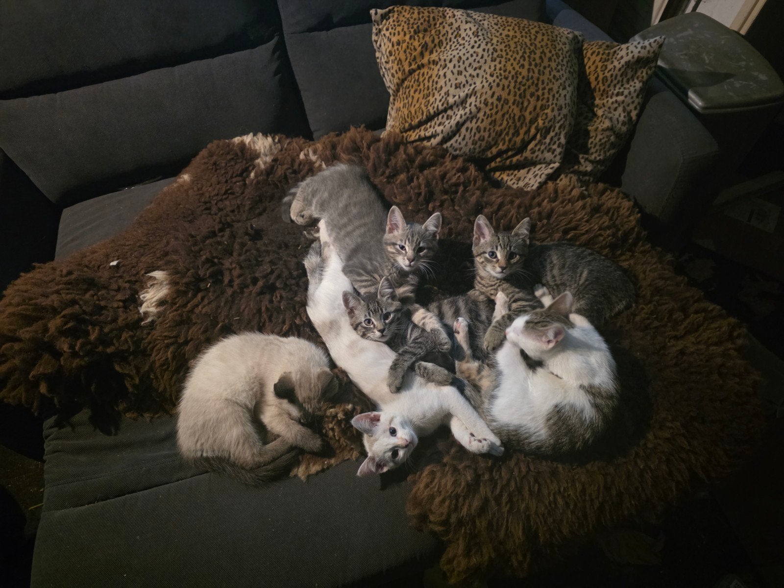 Nog 3 kittens beschikbaar, Kater