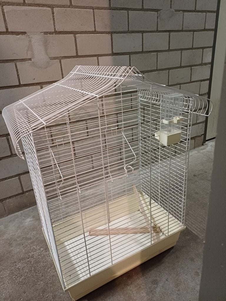 Vogelkooi (parkieten), Mannelijk, Parkiet