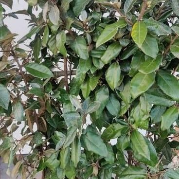 Elaeagnus ebbingei olijfwilg kant en klare haag, Ophalen of Verzenden, Overige soorten, 100 tot 250 cm