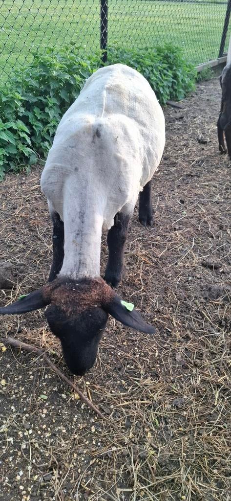 stamboek suffolk 2025, Dieren en Toebehoren, Vrouwelijk, Schaap, 0 tot 2 jaar
