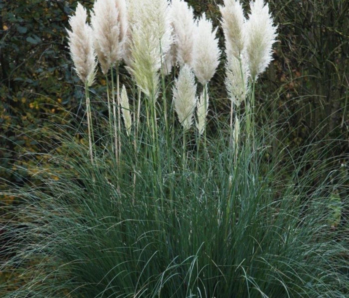 Pampasgras (7 stuks)  .bloeit van aug tm nov foto 2, Tuin en Terras, Ophalen of Verzenden, Gebruikt, Minder dan 10 m², Gras