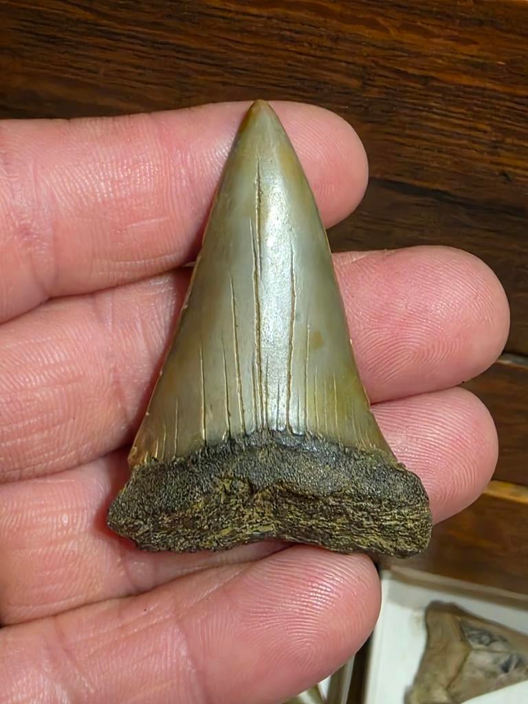 Mooie grote isurus hastalis uit terhagen 5,4 cm., Ophalen of Verzenden, Fossiel