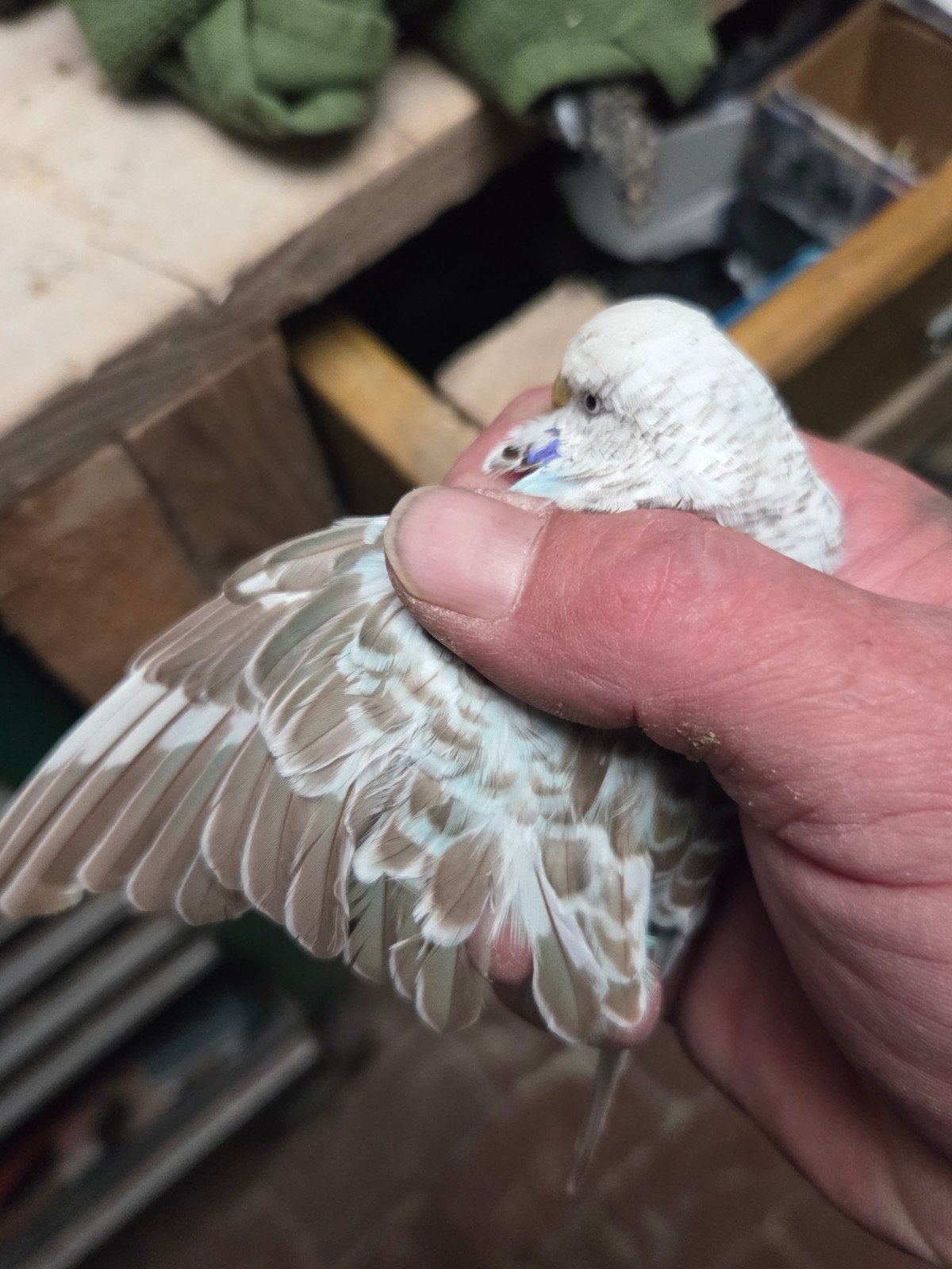 mooie grasparkieten ook met cinnamon, Meerdere dieren, Parkiet