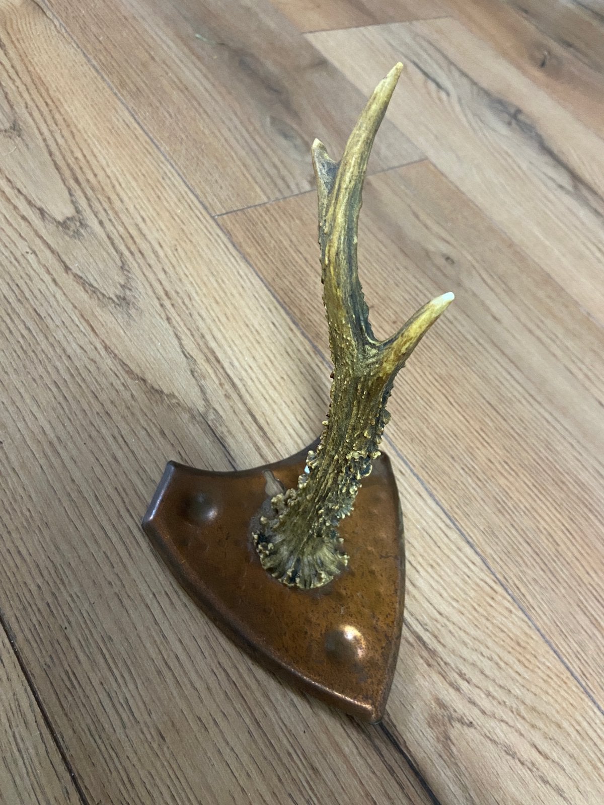 Hertengewei of stang op koperen schildje jacht herfst, Antiek en Kunst, Ophalen of Verzenden