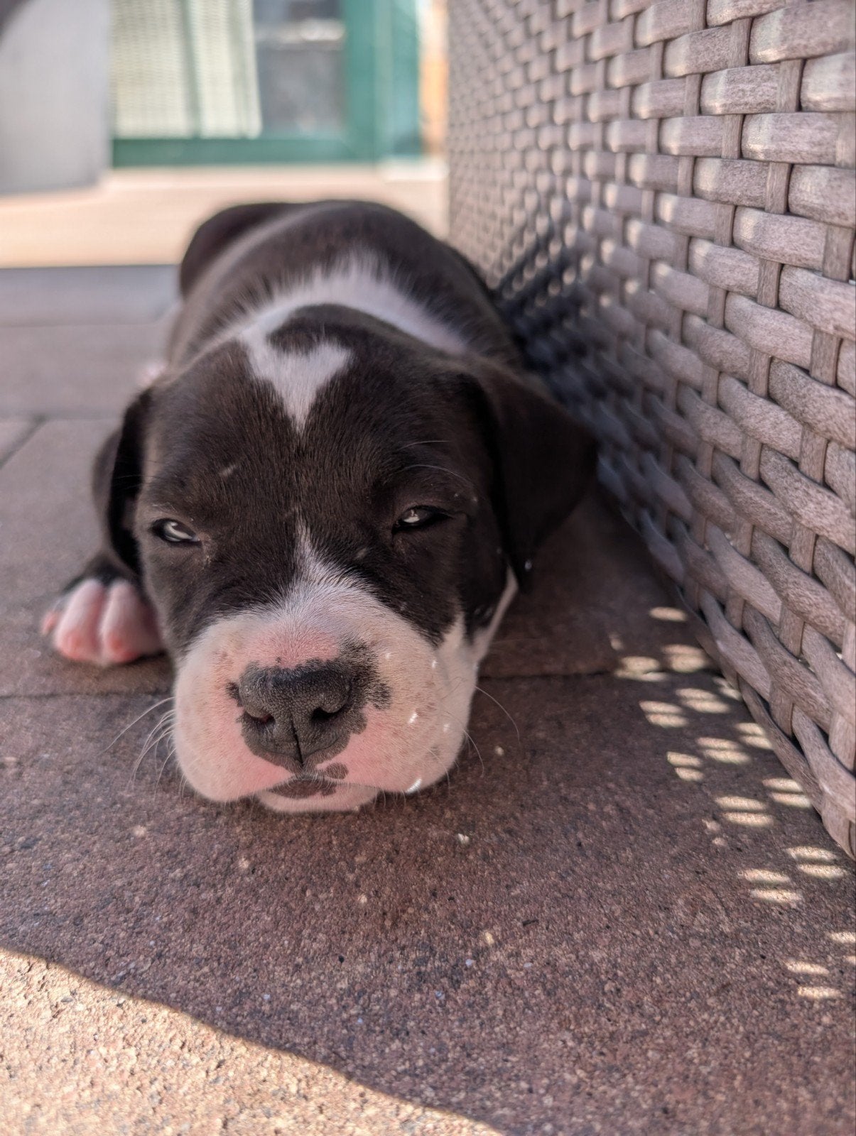 Amerikaanse Stafford pups tekoop, Dieren en Toebehoren, Honden | Jack Russells en Terriërs, 8 tot 15 weken, American Staffordshire Terriër