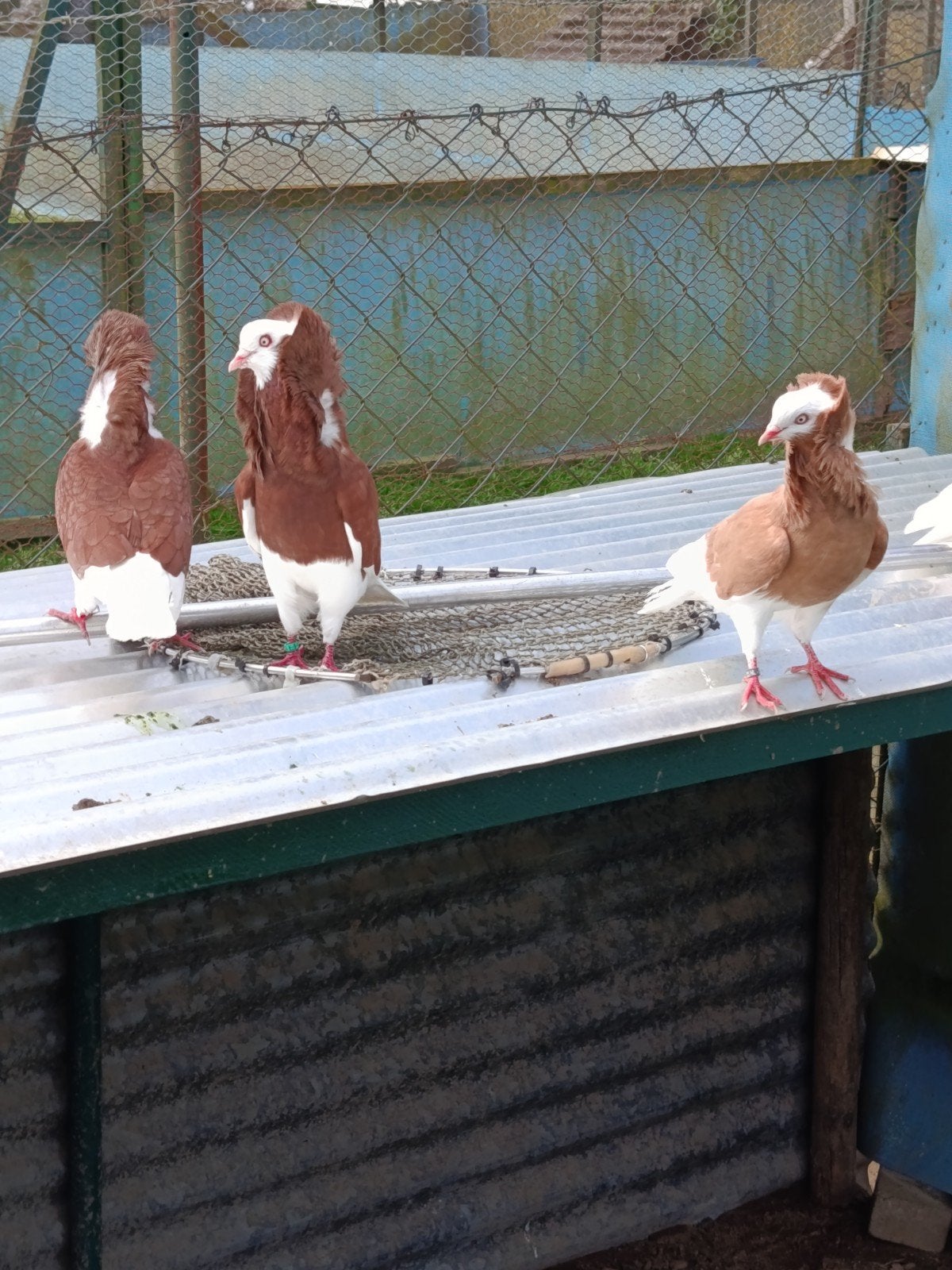 Kapucijnduiven te koop, Dieren en Toebehoren, Meerdere dieren