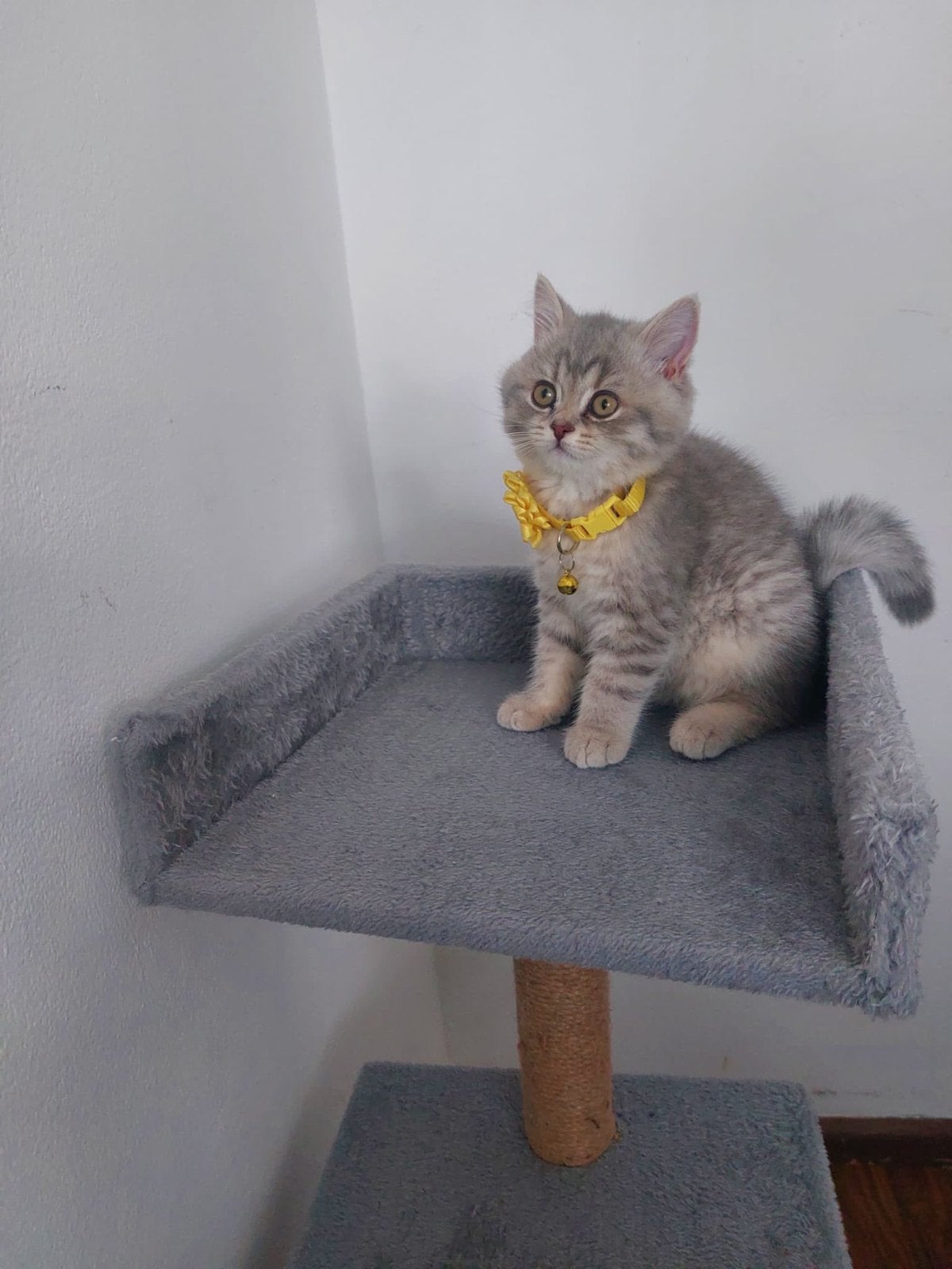 British shorthair, Dieren en Toebehoren, Poes, Kortharig, 0 tot 2 jaar