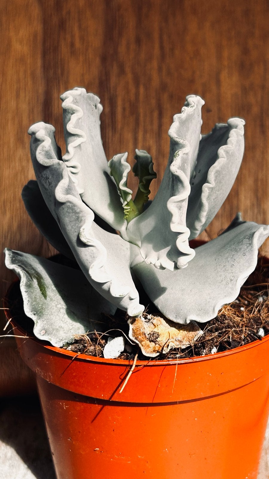 Cotyledon undulata - Unieke Vetplant in Pot, Ophalen, Vetplant, In pot, Minder dan 100 cm