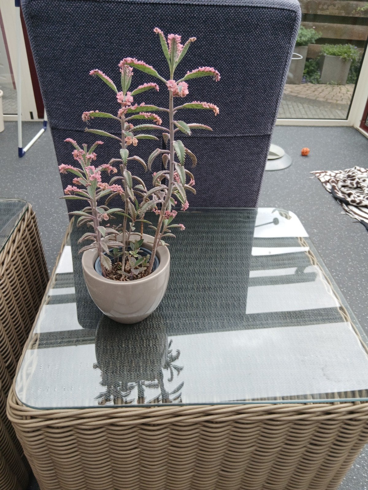 Broedblaadjes van de kalanchoe "pink butterfly", Ophalen of Verzenden, Minder dan 100 cm
