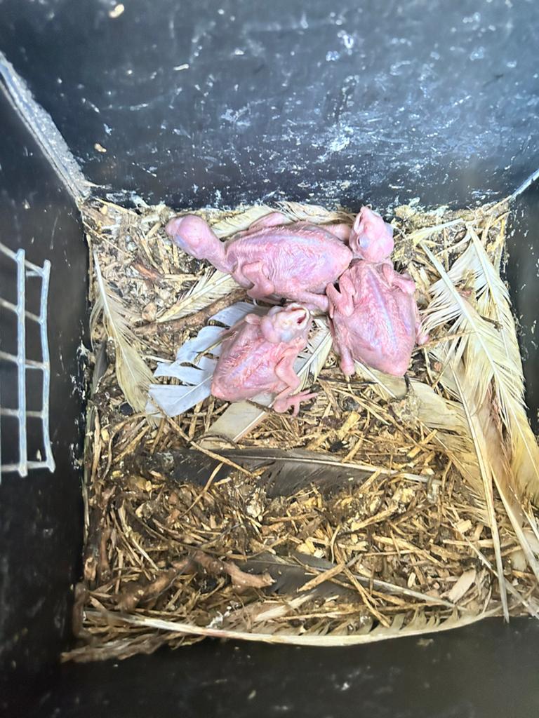 Handtamme lutino rosé kaketoes, Dieren en Toebehoren, Meerdere dieren, Papegaai, Pratend