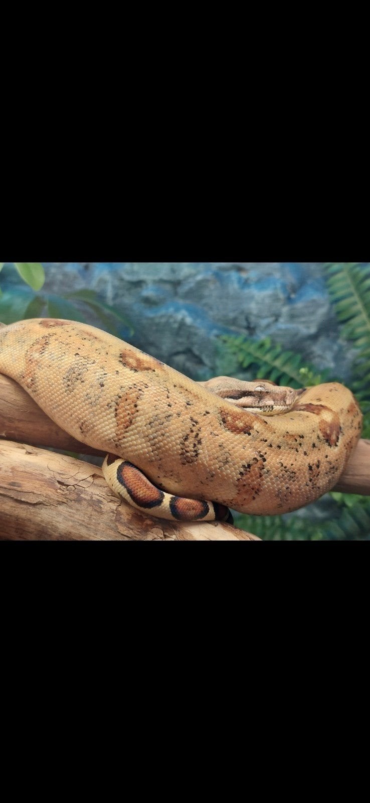 boa imperator  incl terrarium, Dieren en Toebehoren, Reptielen en Amfibieën, Slang