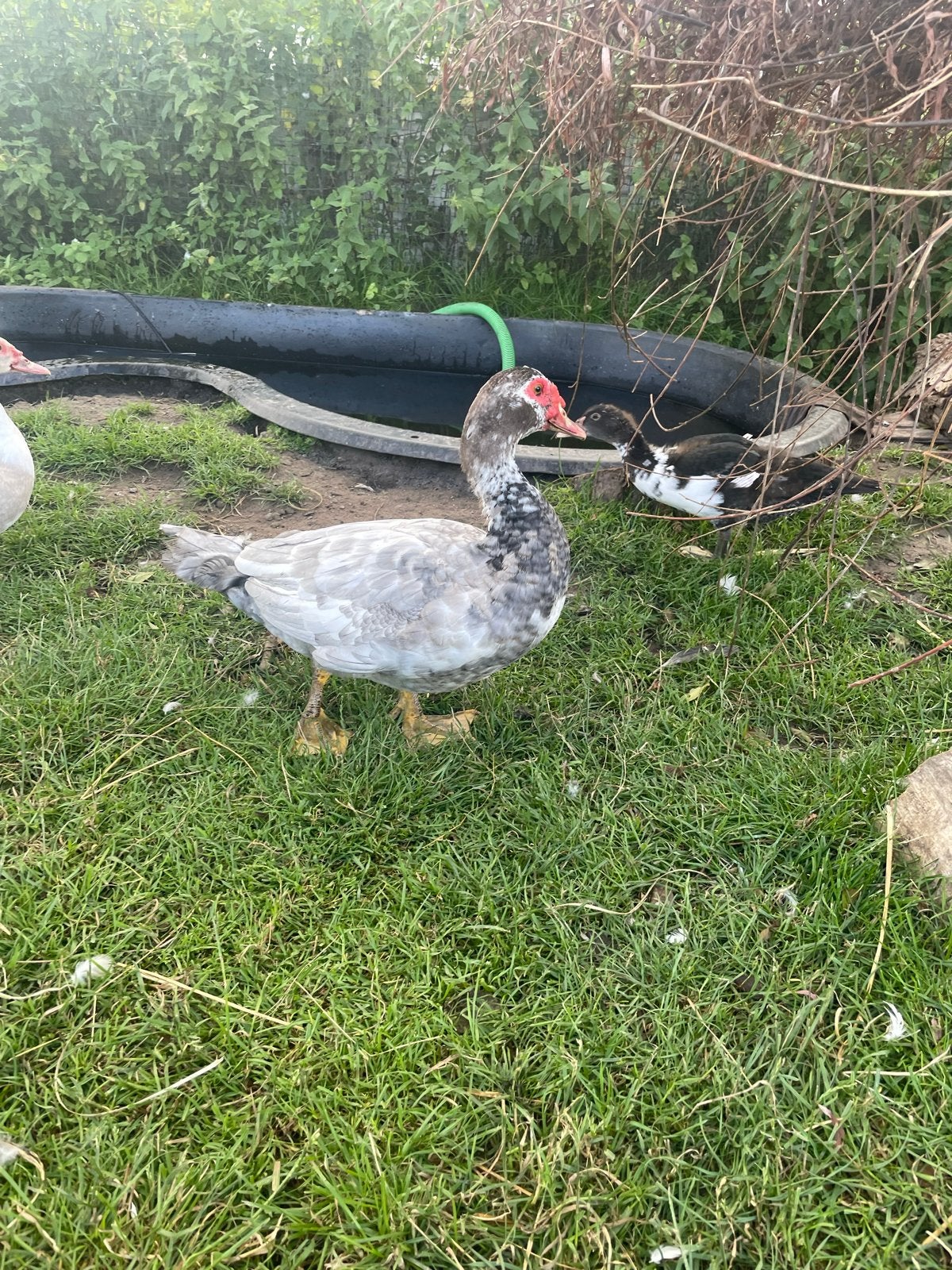 Muskuseend woerd kaapse eend, Dieren en Toebehoren, Mannelijk