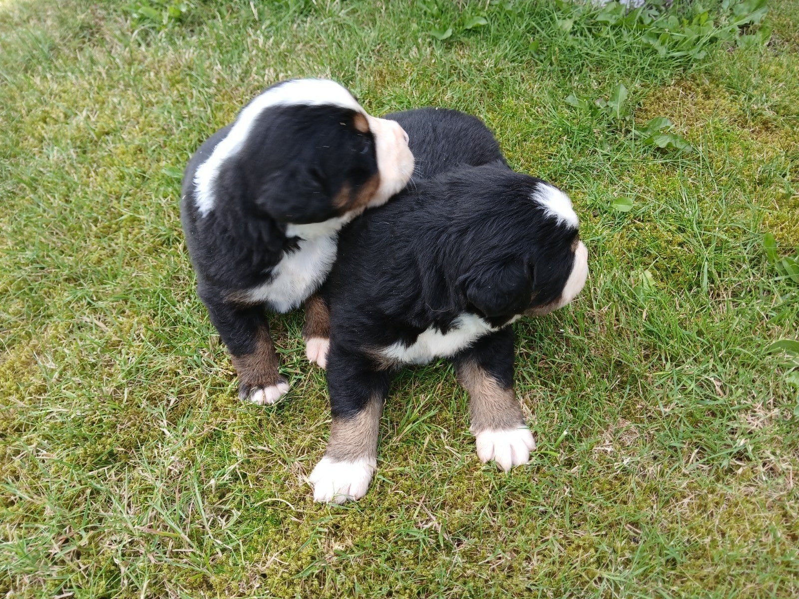 Prachtige boulab pups., Dieren en Toebehoren, Parvo, 8 tot 15 weken, Meerdere, Meerdere dieren
