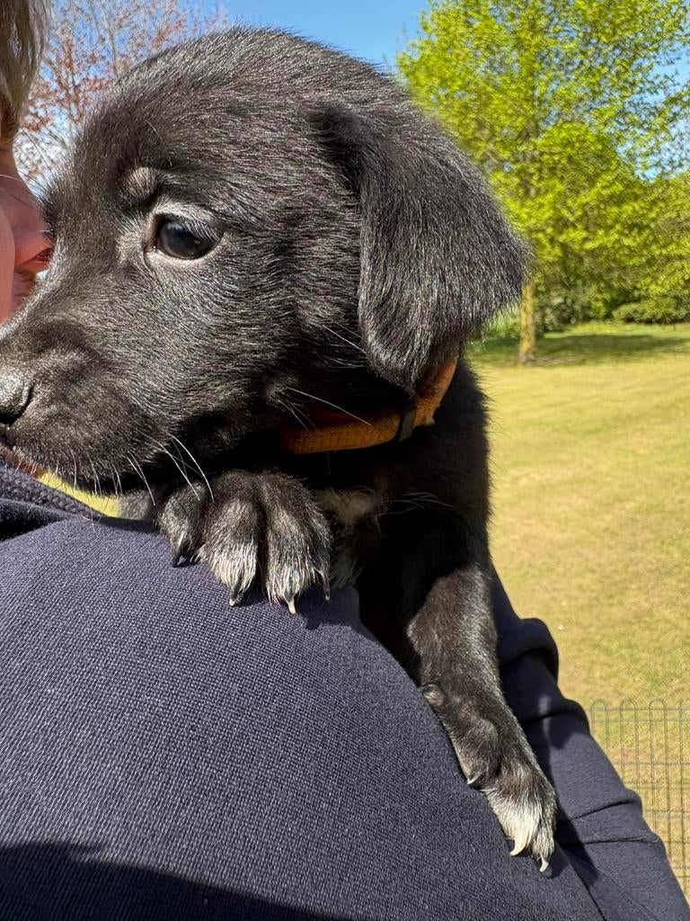 Te koop prachtige speelse pups, Dieren en Toebehoren, Honden | Retrievers, Spaniëls en Waterhonden, Overige rassen, 8 tot 15 weken