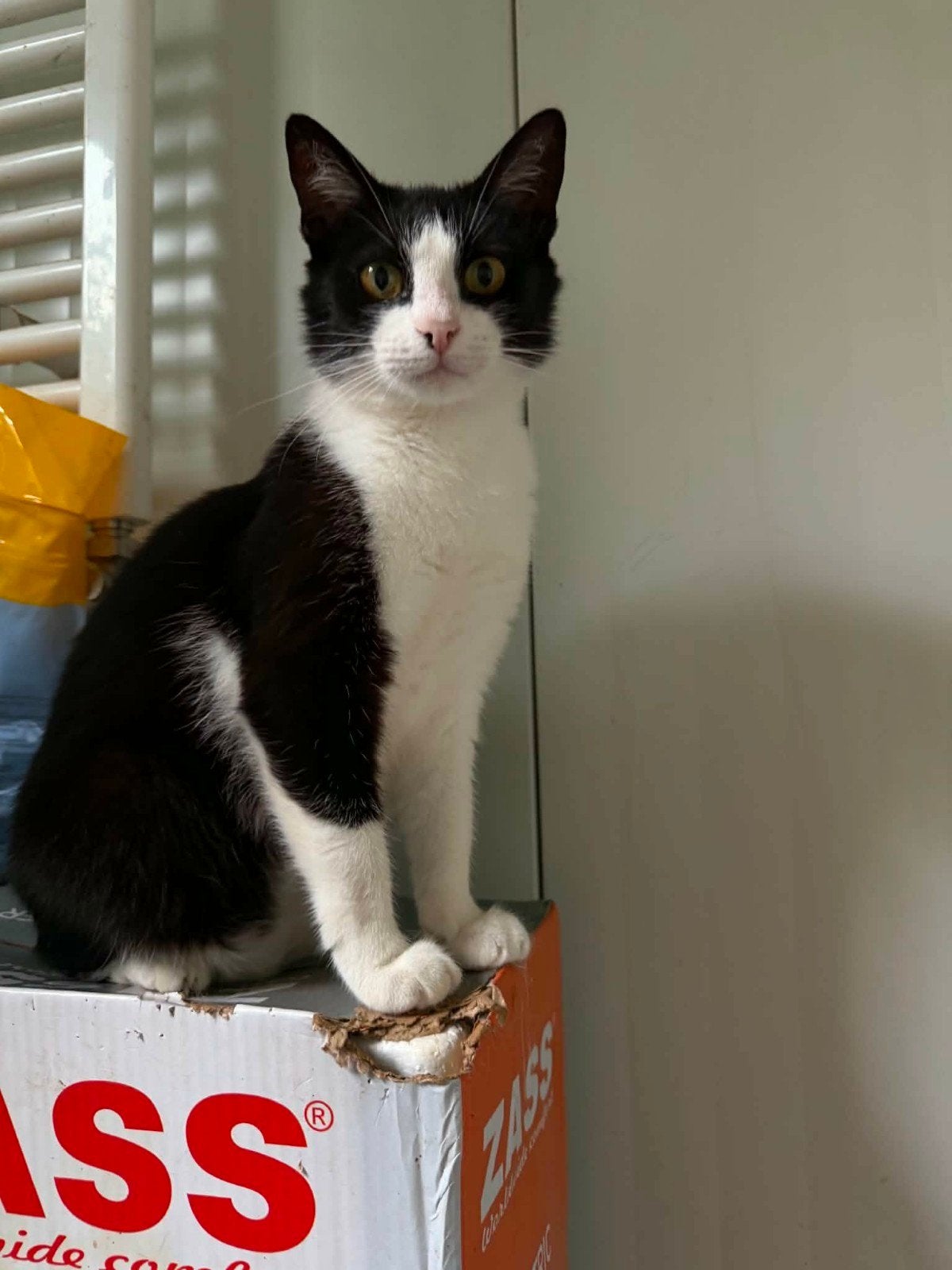Lieve Margaret is 5 jaar en een knuffel, Poes, Kortharig, 3 tot 5 jaar