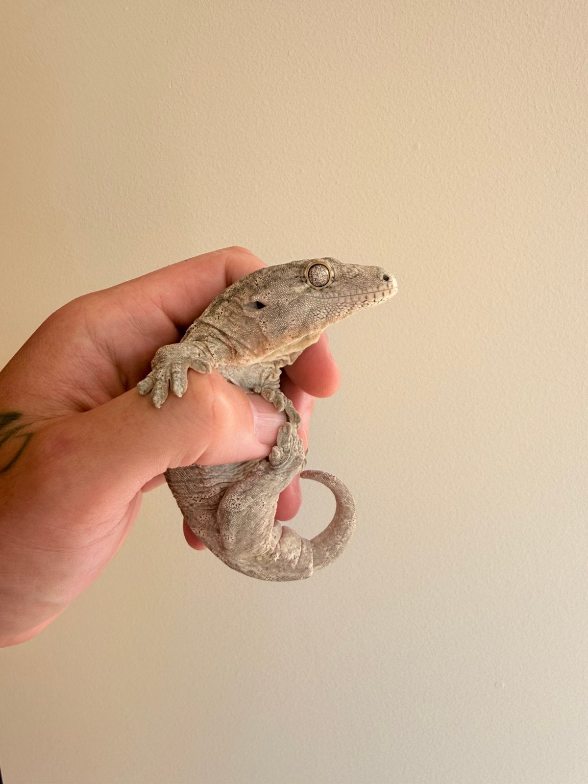 Male Leachianus Gecko, Hagedis, 0 tot 2 jaar