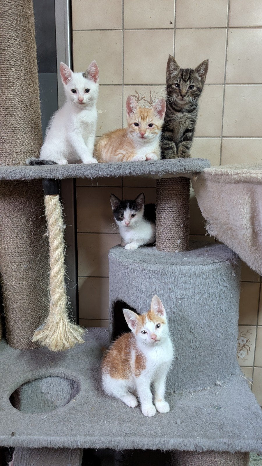 Te koop lieve kittens, Meerdere dieren, Kortharig, 0 tot 2 jaar
