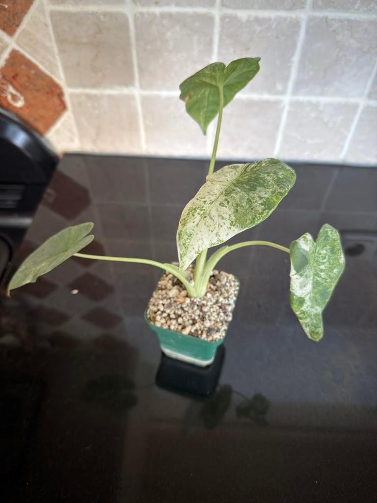Alocasia Camouflage Variegata in Lechuza Pon, Ophalen, Halfschaduw, Minder dan 100 cm