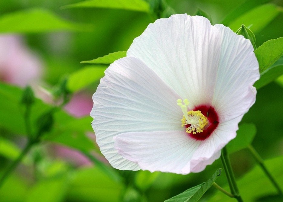 Jonge Hibiscus paars of wit, Ophalen, Vaste plant, Overige soorten
