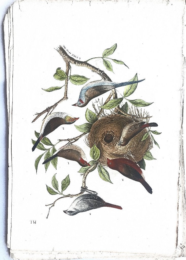 Antieke litho vogelprent set 3 houten bladeren natuur 1800s, Antiek en Kunst, Ophalen, Flora en Fauna, 24 cm, 38 cm