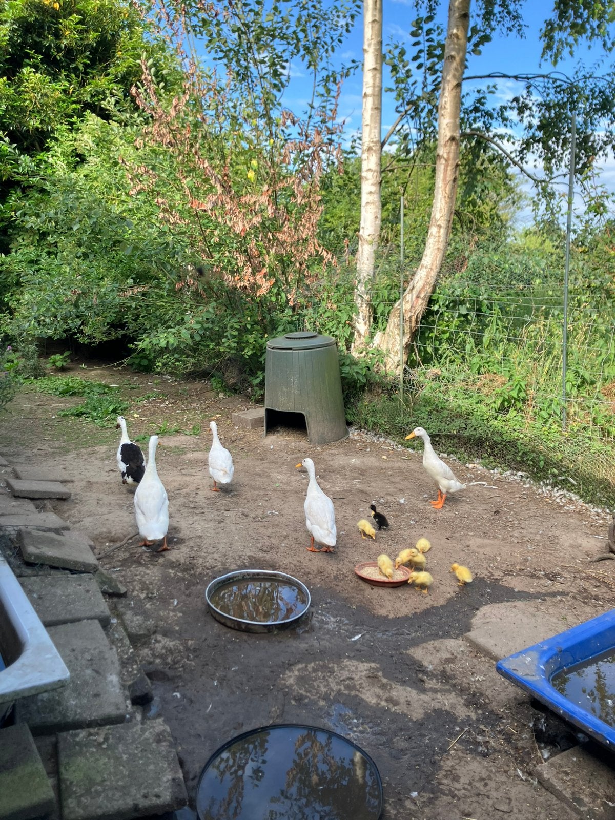 Gratis af te halen: 5 Jonge loopeendjes, 8 weken oud, Meerdere dieren, Eend