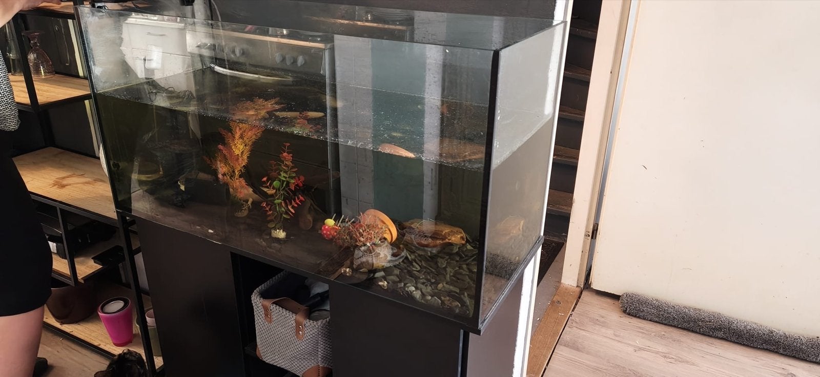 Dieren, Dieren en Toebehoren, Ophalen